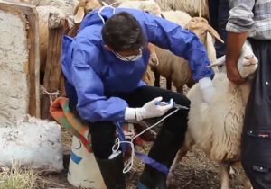 پیشرفت ۹۲ درصدی عملیات واکسیناسیون دام‌های استان بر علیه بیماری طاعون نشخوارکنندگان کوچک PPR))