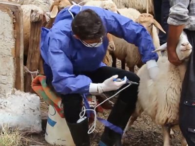 پیشرفت ۹۲ درصدی عملیات واکسیناسیون دامهای استان بر علیه بیماری طاعون نشخوارکنندگان کوچک PPR))