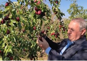 عناب تازه مرند در راه بازار