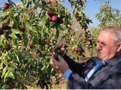 عناب تازه مرند در راه بازار