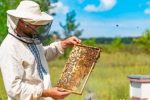 هشدار به زنبورداران برای شروع سمپاشی مزارع گندم در آذربایجان شرقی