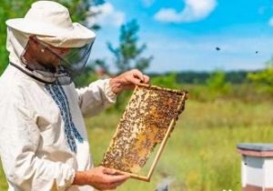 هشدار به زنبورداران برای شروع سمپاشی مزارع گندم در آذربایجان شرقی