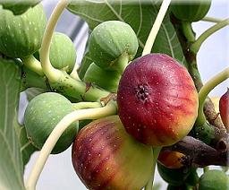 منطقه آزاد ارس رتبه نخست آذربایجان شرقی در تولید انجیر