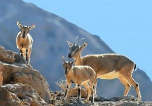 سرشماری حیات وحش پارک ملی ارسباران