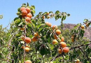 تولید هشت رقم جدید زردآلو در آذربایجان شرقی