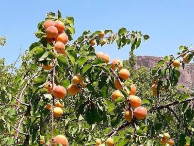 تولید هشت رقم جدید زردآلو در آذربایجان شرقی