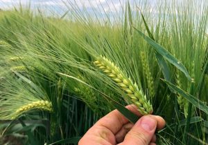 معرفی۲ قم جدید جو برای دیمزار‌های کشور