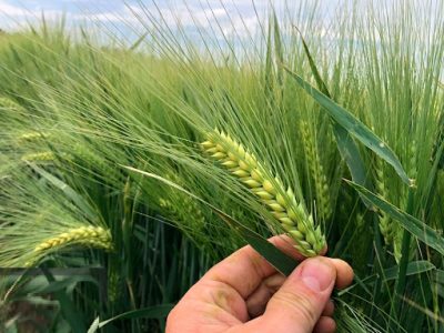 معرفی۲ قم جدید جو برای دیمزارهای کشور