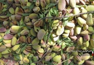 برداشت ۲ هزار و ۲۰۰ تن بادام از باغهای شهرستان اسکو