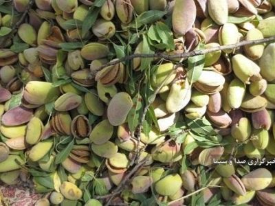 برداشت ۲ هزار و ۲۰۰ تن بادام از باغهای شهرستان اسکو