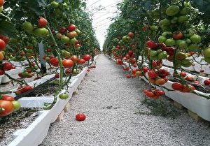 صادرات بیش از یک هزار تن محصولات گلخانهای از ارس