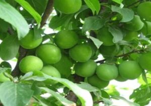 رتبه دوم آذربایجان شرقی در تولید گوجه سبز