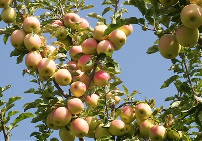 آذربایجان‌شرقی رتبه دوم تولید سیب را در کشور دارد