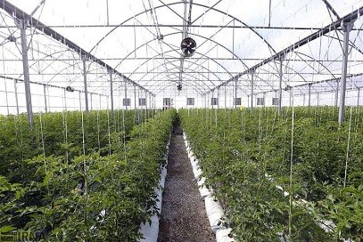 صادرات ۳۱ میلیون دلاری محصولات گلخانه‌ای از منطقه آزاد ارس