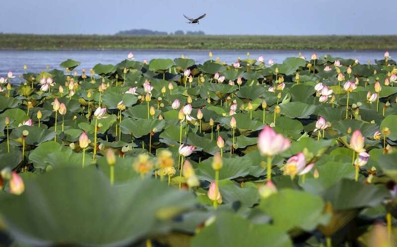 اعلام جرم دادستان بندرانزلی علیه رییس سازمان حفاظت محیط زیست