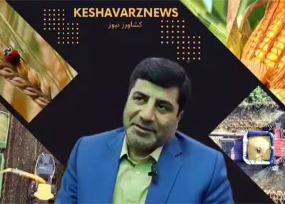 کل کشت نخود استان تحت پوشش کشت قراردادی قرار می گیرد