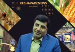 کل کشت نخود استان تحت پوشش کشت قراردادی قرار می گیرد