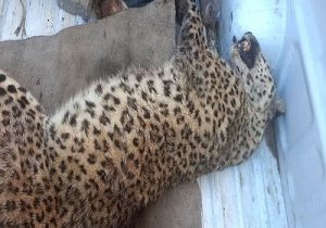 یک قلاده پلنگ در روستایی از توابع شهرستان قوچان کشته شد