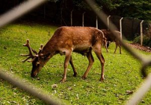 طرح احیای گونه مارال ارسباران در مرحله نهایی است