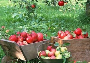 پیش بینی برداشت ۲۷۰ هزار تن سیب درختی در مراغه