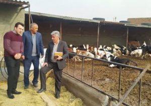 تولید ۹۷ هزار و ۸۰۰ تن خوراک دام در شهرستان تبریز