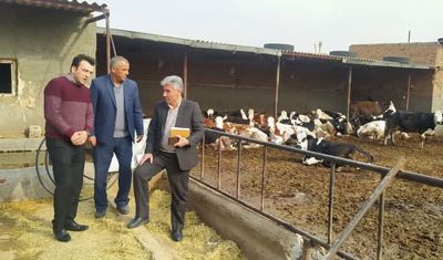 تولید ۹۷ هزار و ۸۰۰ تن خوراک دام در شهرستان تبریز