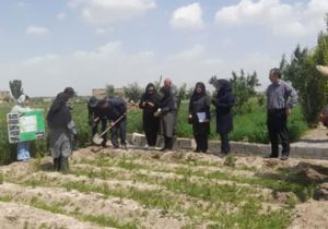 احداث باغ الگویی گیاهان دارویی در تبریز با هدف توسعه کشت گیاهان کمآببر