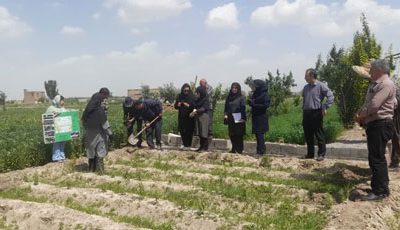 احداث باغ الگویی گیاهان دارویی در تبریز با هدف توسعه کشت گیاهان کم‌آب‌بر