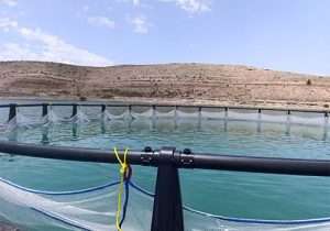 آغاز پرورش آبزیان در قفس در سد آونلیق شهرستان میانه