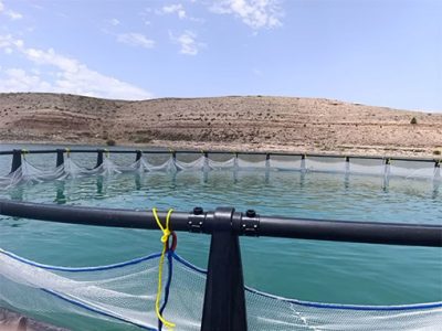 آغاز پرورش آبزیان در قفس در سد آونلیق شهرستان میانه