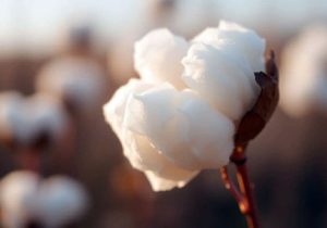 پایان کشت پنبه در ۱۲۰۰ هکتار از اراضی آذربایجان شرقی/ پیشبینی برداشت ۶۵۰۰ تن وش پنبه از مزارع خداآفرین