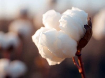 پایان کشت پنبه در ۱۲۰۰ هکتار از اراضی آذربایجان شرقی/ پیشبینی برداشت ۶۵۰۰ تن وش پنبه از مزارع خداآفرین