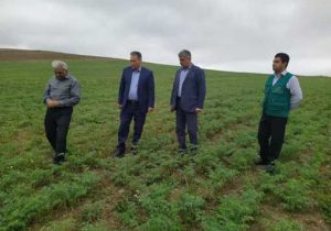 جهش ۱۰ برابری تولید علوفه در اراضی دیم آذربایجان شرقی: خبر خوش برای دامداران