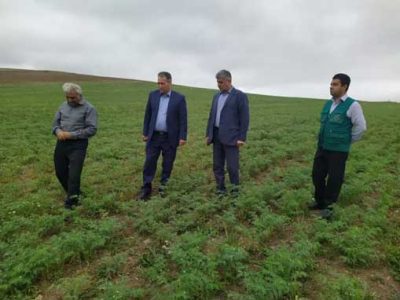 جهش ۱۰ برابری تولید علوفه در اراضی دیم آذربایجان شرقی: خبر خوش برای دامداران