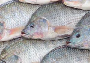 صادرات اولین محموله ماهیان قزل آلای زنده تولیدی استان آذربایجان شرقی به کشور عراق