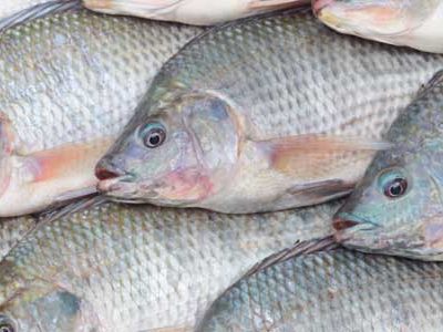 صادرات اولین محموله ماهیان قزل آلای زنده تولیدی استان آذربایجان شرقی به کشور عراق