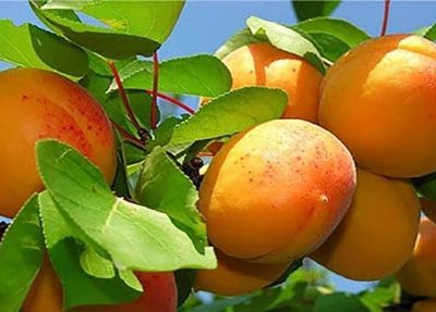 برداشت ۳ هزار تن زردآلو در شهرستان مراغه