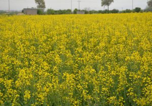 کشت ۲ هزار هکتاری کلزا در شهرستان تبریز