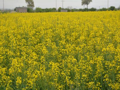 کشت ۲ هزار هکتاری کلزا در شهرستان تبریز