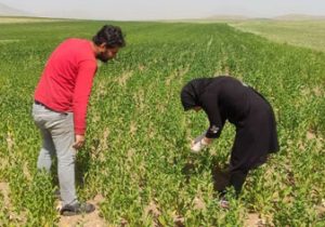 مبارزه به موقع بهره‌برداران بستان‌آبادی با مگس گلرنگ با نظارت کارشناسان جهاد کشاورزی