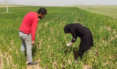 مبارزه به موقع بهرهبرداران بستانآبادی با مگس گلرنگ با نظارت کارشناسان جهاد کشاورزی