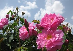 خبرگزاری آریا – اسکو، قطب تولید گل محمدی در آذربایجان شرقی با برداشت ۲ هزار تن