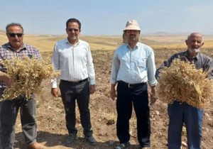 برداشت ۶ هزار تن نخود در شهرستان هشترود