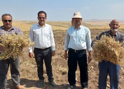 برداشت ۶ هزار تن نخود در شهرستان هشترود