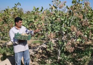 سطح زیرکشت پسته در آذربایجان شرقی از ۳ هزار هکتار گذشت/ تولید سالانه ۲ هزار و ۱۱۰ تن