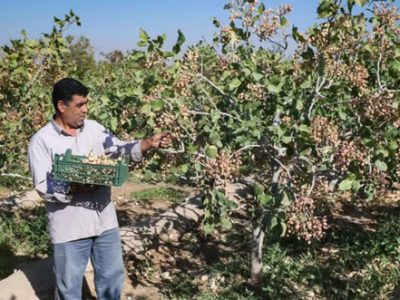 سطح زیرکشت پسته در آذربایجان شرقی از ۳ هزار هکتار گذشت/ تولید سالانه ۲ هزار و ۱۱۰ تن