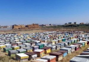 آمارگیری زنبورستان‌های تبریز پایان یافت/ ۶۱۸ تن عسل در شهرستان تبریز سالانه تولید می‌شود