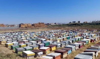 آمارگیری زنبورستان‌های تبریز پایان یافت/ ۶۱۸ تن عسل در شهرستان تبریز سالانه تولید می‌شود