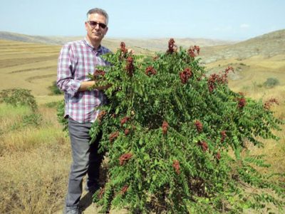 سماق قرمز هوراند برای نخستین‌بار در کشور از طریق کشت بافت به بار نشست