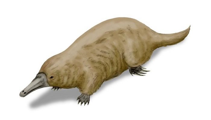 دانستنی ها /پستانداران تخمگذار…!!!